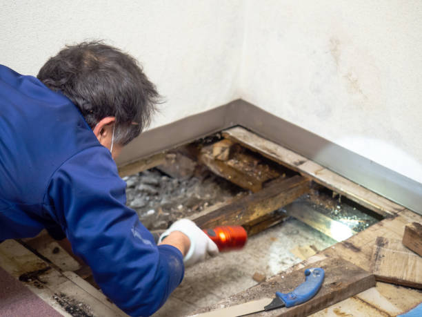 Professional Mold Remediation in Cana, VA