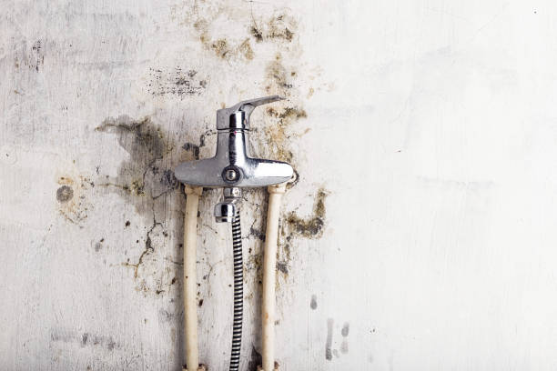 Best Emergency Mold Remediation in Cana, VA