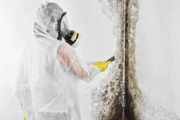 Best Post-Flood Mold Remediation in Cana, VA