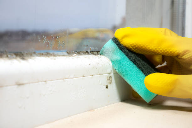 Best Crawl Space Mold Remediation in Cana, VA