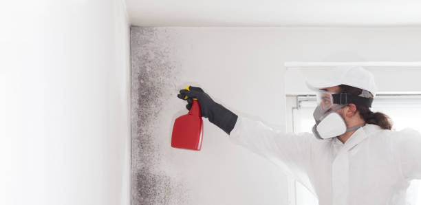 Best DIY Mold Remediation Support Services in Cana, VA