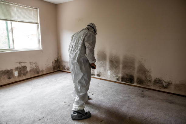 Best Kitchen Mold Remediation in Cana, VA