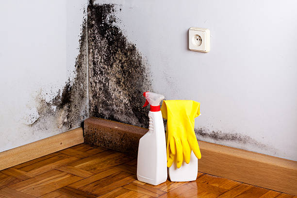 Best Basement Mold Remediation in Cana, VA