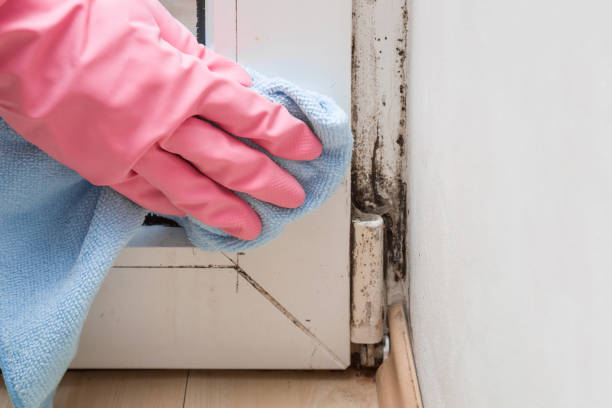 Best Health and Safety Mold Remediation in Cana, VA