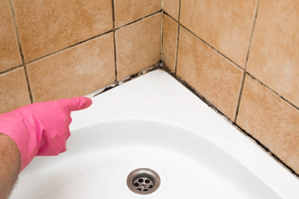 Best Black Mold Remediation in Cana, VA